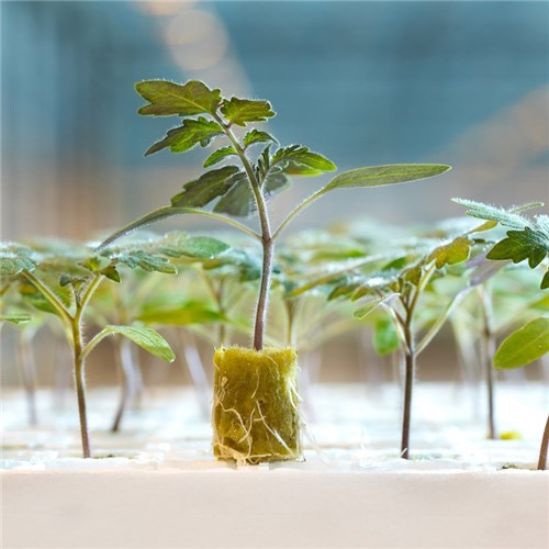 Grodan Plantop Plugs in Styrofoam Trays Seedlings - Irribiz